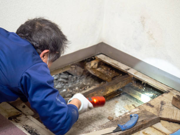 Professional Mold Removal in Glandorf, OH