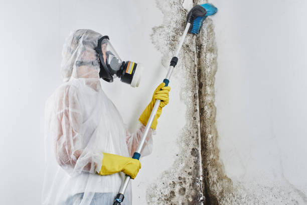 Best Office Mold Removal Services  in Glandorf, OH
