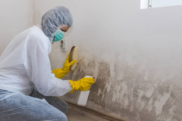 Best Attic Mold Removal  in Glandorf, OH