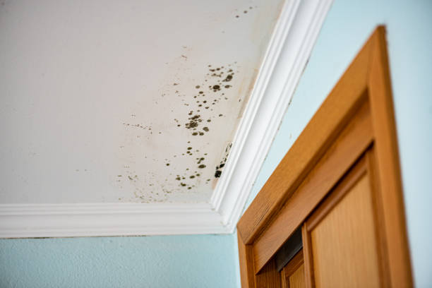 Best Water Damage Restoration  in Glandorf, OH