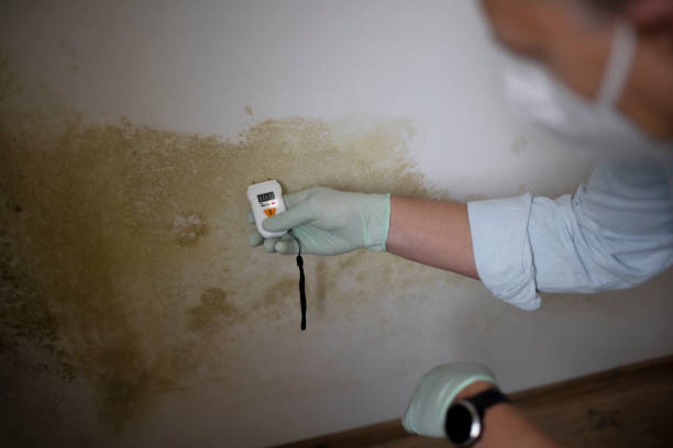 Best Mold Damage Repair  in Glandorf, OH