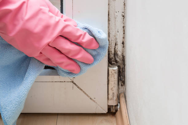 Best Home Mold Removal  in Glandorf, OH